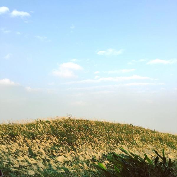 芒草高過人! 台北賞芒秘景